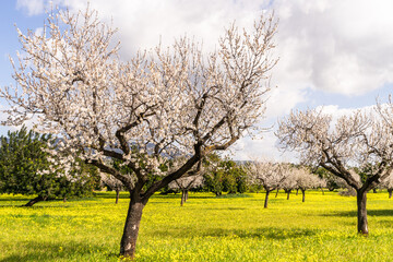 Prunus dulcis Mandelbaum Mandelblüte Mallorca Spanien