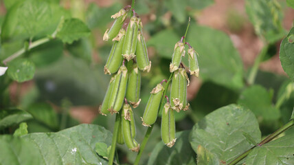 Green evergreen plant and its pods. In the dim background
