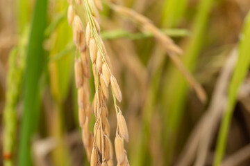 Selective focus on ear of rice in organic jasmine rice farm.
