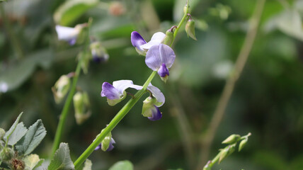 Evergreen plant and its purple flower. In the dim background