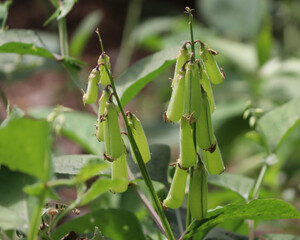 Green evergreen plant and its pods. In the dim background