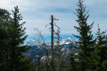 Scenic view of snow capped mountain peaks of Karawanks near Sinacher Gupf in Carinthia, Austria. Mount Wertatscha and Hochstuhl (Stol) is visible through dense forest in early spring. Sunny Rosental
