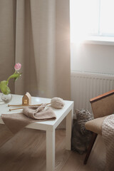 tabby scottish straight cat with funny looking. Cat Portrait. Cute cat indoor shooting.