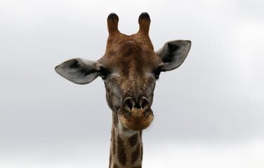 Kruger National Park, South Africa: portrait of a giraffe