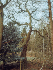 trees and forests of the British countryside. Old oak and pine and elm trees from various spots in...