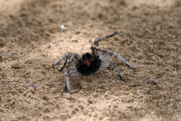 Kruger National Park, South Africa: Baboon spider, blue footed