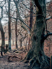 trees and forests of the British countryside. Old oak and pine and elm trees from various spots in Cheshire and around the UK. Some of the trees are covered in Moss and have old gnarled twisted branch