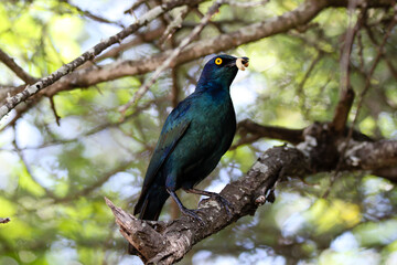 Kruger National Park, South Africa: Cape starling with worm