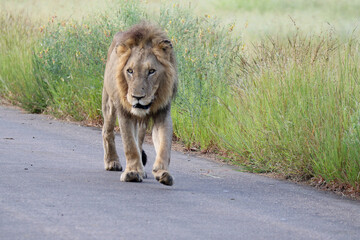 Kruger National Park, South Africa: lion in road