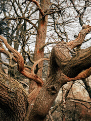 trees and forests of the British countryside. Old oak and pine and elm trees from various spots in Cheshire and around the UK. Some of the trees are covered in Moss and have old gnarled twisted branch
