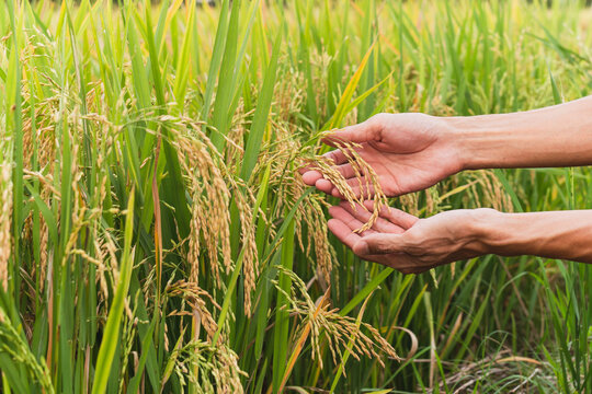 Agriculture Hand Gently Holding Yellow Rice In The Paddy Field.