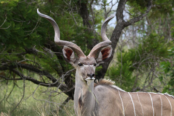 Kruger National Park, South Africa: Kudu bull