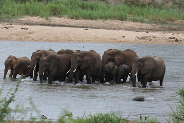 Fototapeta na wymiar Kruger National Park, South Africa: elephant herd crossing Sabie River