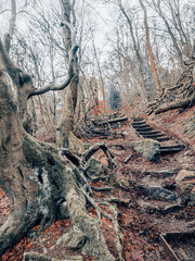 trees and forests of the British countryside. Old oak and pine and elm trees from various spots in Cheshire and around the UK. Some of the trees are covered in Moss and have old gnarled twisted branch