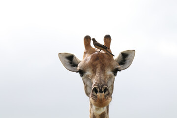 Naklejka premium Kruger National Park, South Africa: portrait of a giraffe