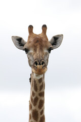 Obraz premium Kruger National Park, South Africa: portrait of a giraffe