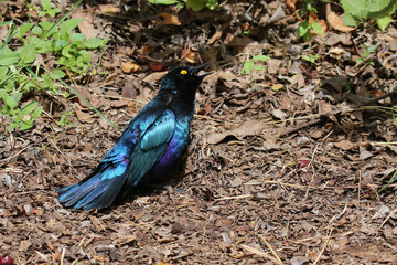Kruger National Park, South Africa: Cape starling sand bathing and using ants to clean it of parasites