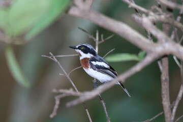 Kruger National Park, South Africa: Chinspot batis