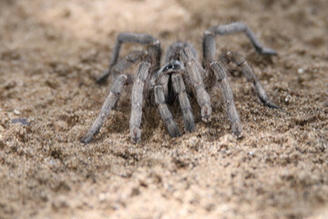 Kruger National Park, South Africa: blue footed baboon spider