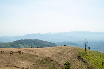 Obraz premium Sheep Farm on Doi Chang, Chiang Rai, Thailand