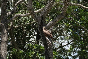 Fototapeta premium Kruger National Park, South Africa: Yellow-billed kite