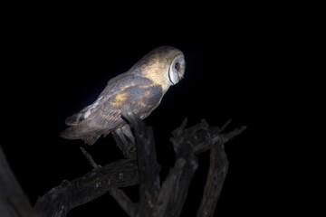 Barn owl at Nossob waterhole in Kgalagadi Park, South Africa