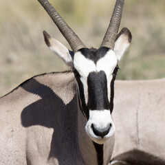 Kgalagadi Transfrontier National Park, South Africa: Gemsbok