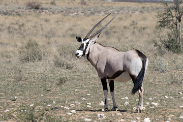Kgalagadi Transfrontier National Park, South Africa: Gemsbok