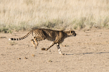 Kgalagadi Transfrontier National Park, South Africa: Cheetah hunting