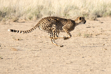 Kgalagadi Transfrontier National Park, South Africa: Cheetah hunting
