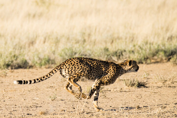 Kgalagadi Transfrontier National Park, South Africa: Cheetah hunting