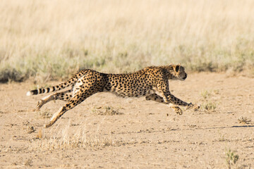 Kgalagadi Transfrontier National Park, South Africa: Cheetah hunting