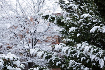 Detalle de abeto nevado.