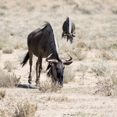 Kgalagadi Transfrontier National Park, South Africa: Blue wildebeest