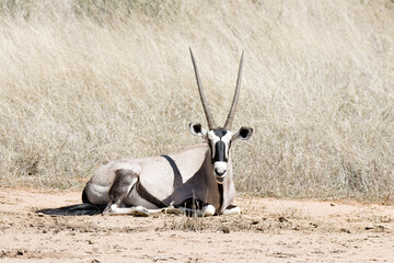 Kgalagadi Transfrontier National Park, South Africa: Gemsbok