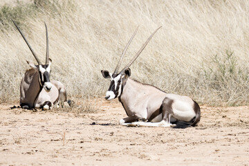 Kgalagadi Transfrontier National Park, South Africa: Gemsbok