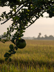 A Lonely Lemon Tree