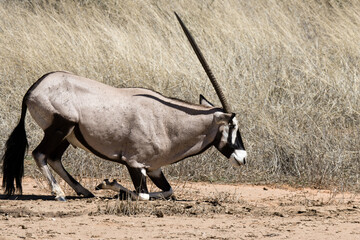 Kgalagadi Transfrontier National Park, South Africa: Gemsbok
