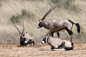 Kgalagadi Transfrontier National Park, South Africa: Gemsbok