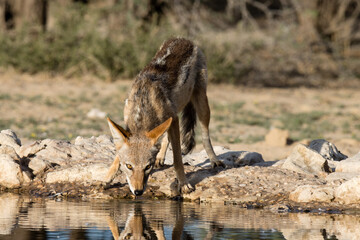 Kgalagadi Transfrontier National Park, South Africa: Jackal