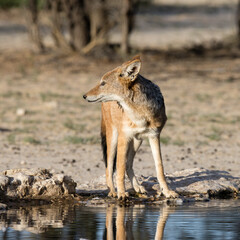 Black-backed jackal. Kgalagadi Transfrontier National Park, South Africa