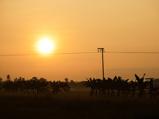 Paddy Field in the morning light during sunrise