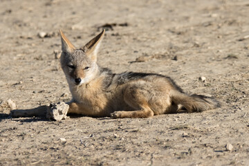 Black-backed jackal. Kgalagadi Transfrontier National Park, South Africa
