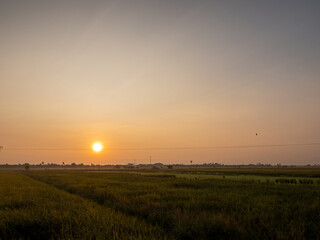 Paddy Field in the morning light during sunrise