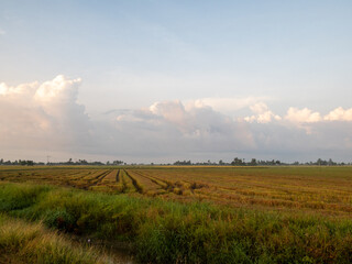 Paddy Field in the morning light during sunrise