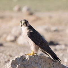 Kgalagadi Transfrontier National Park, South Africa: Lanner falcon