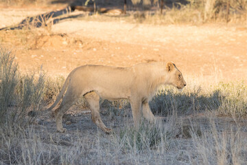 Kgalagadi Transfrontier National Park, South Africa: lion
