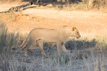Kgalagadi Transfrontier National Park, South Africa: lion