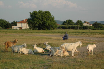 Village Farmer Sitting with Goats