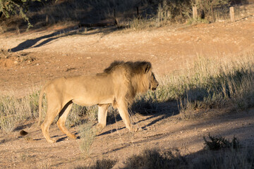 Kgalagadi Transfrontier National Park, South Africa: lion